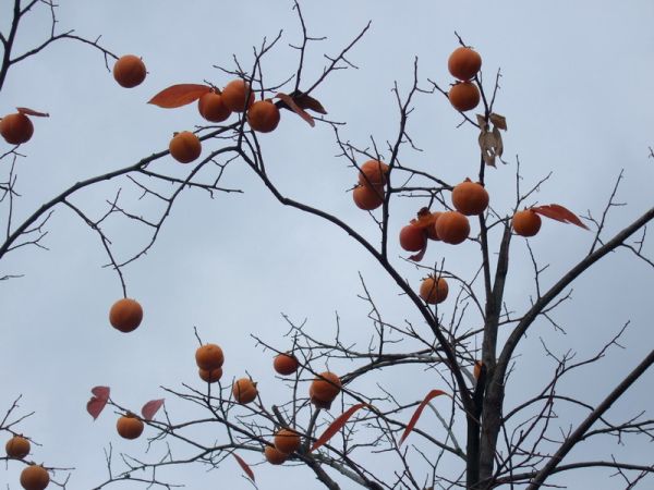 10月31日 真の父母様 巨文島の釣り精誠