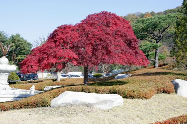 １１月１日 りんご狩り